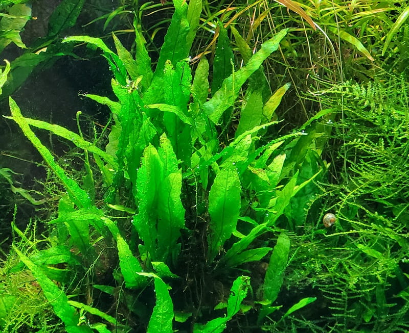 microsorium mini akwarium24_2.jpg